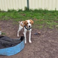 Photo of Goose