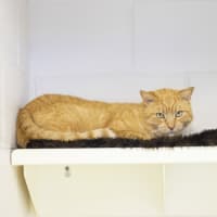 Photo of Mister Mister