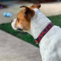 Photo of Molly