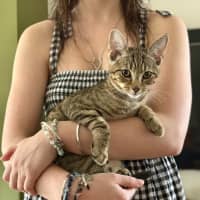 Photo of Atlas ** 2nd Chance Cat Rescue**