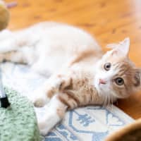 Photo of Cooper