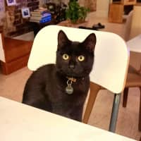 Photo of Bear