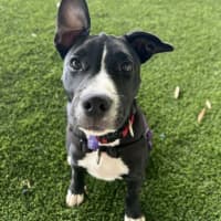 Photo of Roxie Milly Timbs 