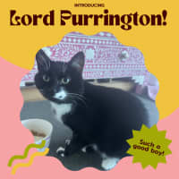 Photo of Lord Purrington 🙌🔥