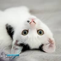 Photo of Ripley