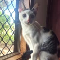 Photo of Squeaks