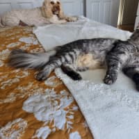 Photo of Ferdinand (Freddie)   Assisted Rehoming