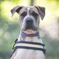 Photo of Bonnie