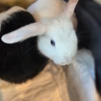 Photo of Usagi