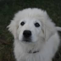 Photo of Pebbles