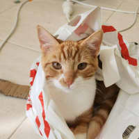 Photo of Baron Marmalade