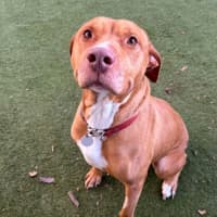 Photo of Ruby