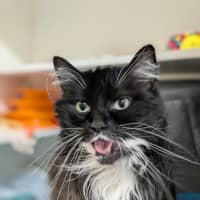 Photo of Mork