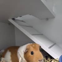 Photo of Crispy (Bonded With Cinnamon)
