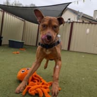Photo of Spud
