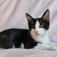 Photo of Nugget