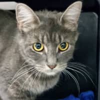 Photo of Fluffy
