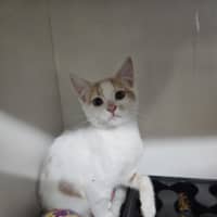 Photo of Coconut