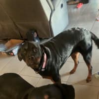 Photo of Maverick