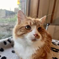 Photo of Jerry   Now At Pet Quarters Morisset