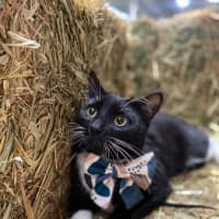 Photo of Stripe And Bandit   Located In Croydon