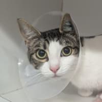 Photo of Mittens