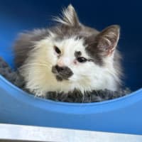 Photo of 🎪 Elmo 5400 🎪