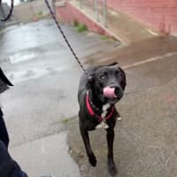 Photo of Bullet