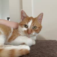 Photo of Marigold