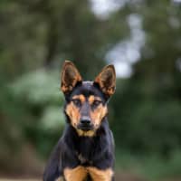 Photo of Phoebe