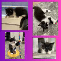Photo of Nova