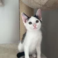 Photo of Cappuccino   Now At Pet Quarters Glendale