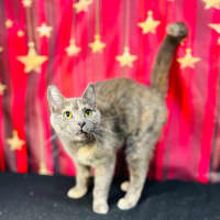 Photo of Lottie (Located In Preston) 