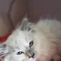 Photo of Skye