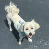 Photo of George 🐶🎾