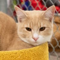 Photo of Luca Quinnell