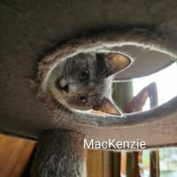 Photo of Mac Kenzie 