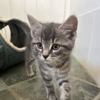 Photo of Miso