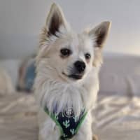 Photo of Dumpling   10 Month Old Pomeranian X Spitz