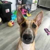 Photo of Peanut