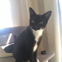Photo of Piper