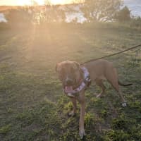 Photo of Bella   15 Month Old Mixed Breed (Trial)