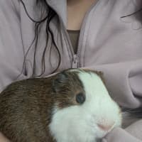 Photo of Chip