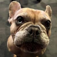 Photo of Luna Wensleydale