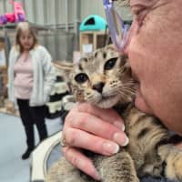 Photo of Pedro ** 2nd Chance Cat Rescue**