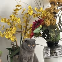 Photo of Tessa
