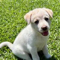 Photo of Aspen   6 Week Old Cattle Dog X