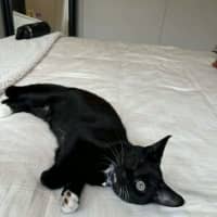 Photo of Oreo