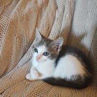 Photo of Amba
