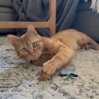 Photo of Chilli